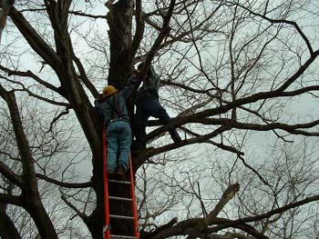 084 - Securing pine to another tree with cable and log chain