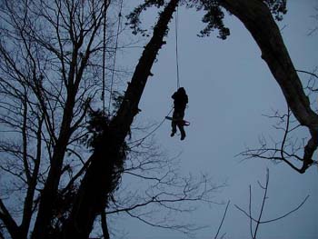 087 - Tree surgeon in action