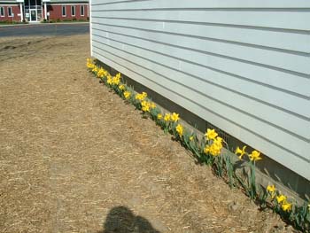 141 - The daffodils are blooming