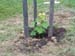 221 - More trees were planted at the site